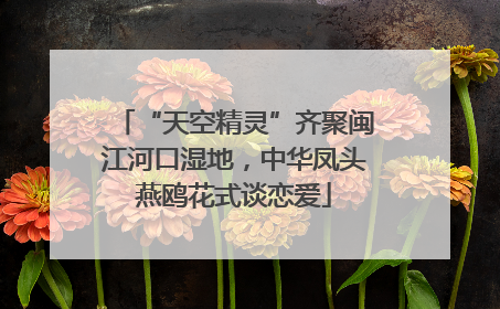 “天空精灵”齐聚闽江河口湿地，中华凤头燕鸥花式谈恋爱