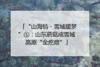 “山海情・雪域援梦”⑤：山东蘑菇成雪域高原“金疙瘩”
