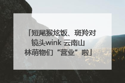 短尾猴炫饭、斑羚对镜头wink 云南山林萌物们“营业”啦