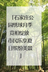 石家庄公园绣球月季竞相绽放 市民乐享夏日缤纷美景
