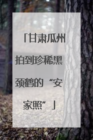 甘肃瓜州拍到珍稀黑颈鹤的“安家照”