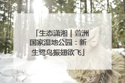 生态潇湘｜萱洲国家湿地公园：新生鹭鸟振翅欲飞