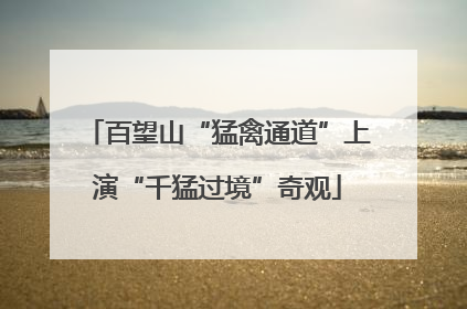 百望山“猛禽通道”上演“千猛过境”奇观