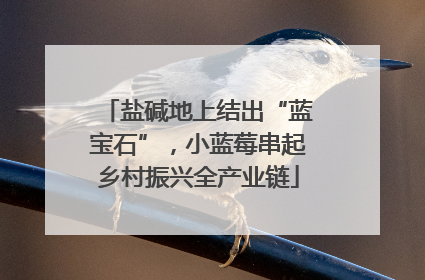 盐碱地上结出“蓝宝石”，小蓝莓串起乡村振兴全产业链