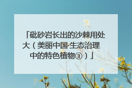 砒砂岩长出的沙棘用处大（美丽中国·生态治理中的特色植物③）