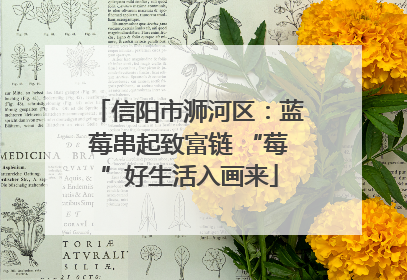 信阳市浉河区：蓝莓串起致富链 “莓”好生活入画来