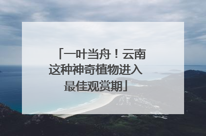 一叶当舟！云南这种神奇植物进入最佳观赏期