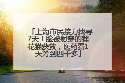 上海市民接力找寻7天！脸被射穿的狸花猫获救，医药费1天筹到四千多