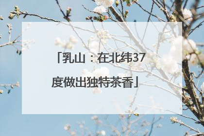 乳山：在北纬37度做出独特茶香
