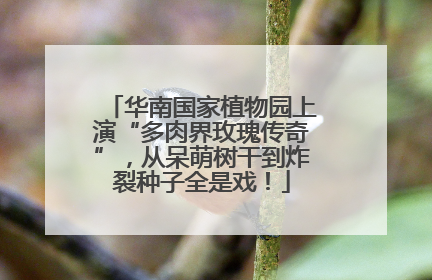 华南国家植物园上演“多肉界玫瑰传奇”，从呆萌树干到炸裂种子全是戏！