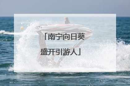 南宁向日葵盛开引游人