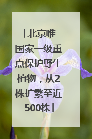 北京唯一国家一级重点保护野生植物，从2株扩繁至近500株