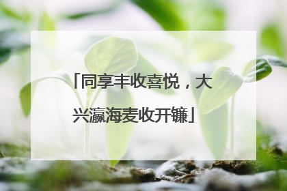 同享丰收喜悦，大兴瀛海麦收开镰