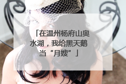 在温州杨府山奥水湖，我给黑天鹅当“月嫂”