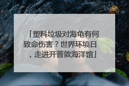 塑料垃圾对海龟有何致命伤害？世界环境日，走进开普敦海洋馆