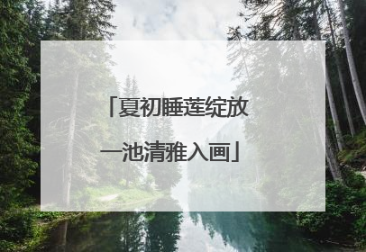 夏初睡莲绽放 一池清雅入画