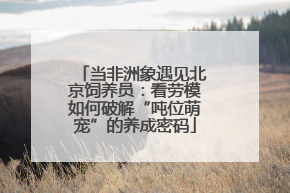 当非洲象遇见北京饲养员：看劳模如何破解“吨位萌宠”的养成密码