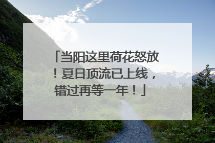 当阳这里荷花怒放！夏日顶流已上线，错过再等一年！