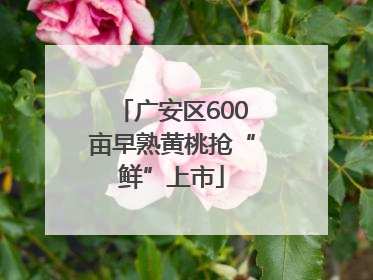 广安区600亩早熟黄桃抢“鲜”上市