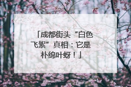 成都街头“白色飞絮”真相：它是朴绵叶蚜！
