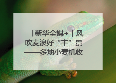 新华全媒+｜风吹麦浪好“丰”景——多地小麦机收一线见闻