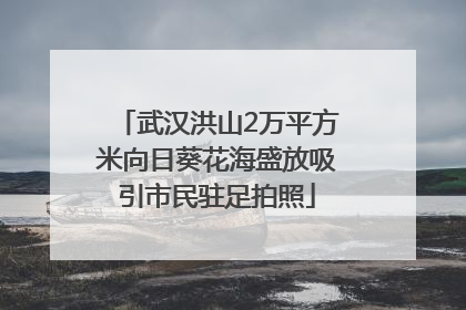 武汉洪山2万平方米向日葵花海盛放吸引市民驻足拍照