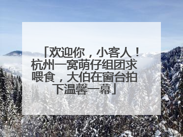 欢迎你，小客人！杭州一窝萌仔组团求喂食，大伯在窗台拍下温馨一幕