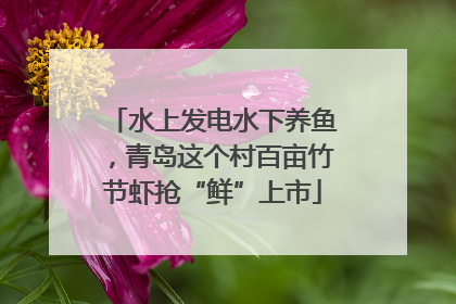 水上发电水下养鱼，青岛这个村百亩竹节虾抢“鲜”上市