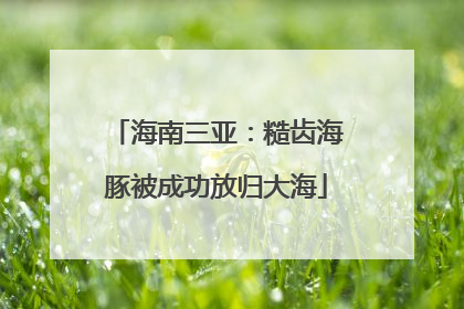 海南三亚：糙齿海豚被成功放归大海