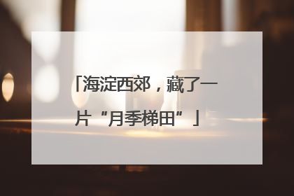 海淀西郊，藏了一片“月季梯田”
