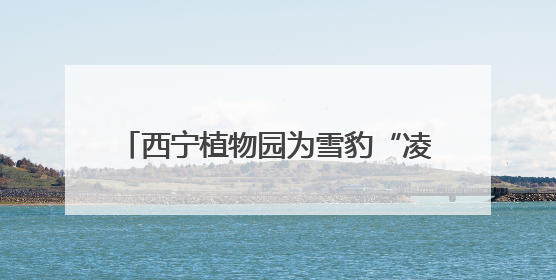 西宁植物园为雪豹“凌小蛰”庆祝“新生”