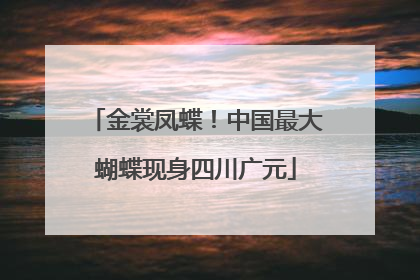 金裳凤蝶！中国最大蝴蝶现身四川广元
