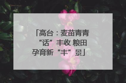 高台：麦苗青青“话”丰收 粮田孕育新“丰”景
