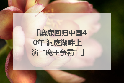 麋鹿回归中国40年 洞庭湖畔上演“鹿王争霸”