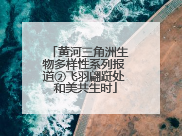 黄河三角洲生物多样性系列报道②飞羽翩跹处 和美共生时