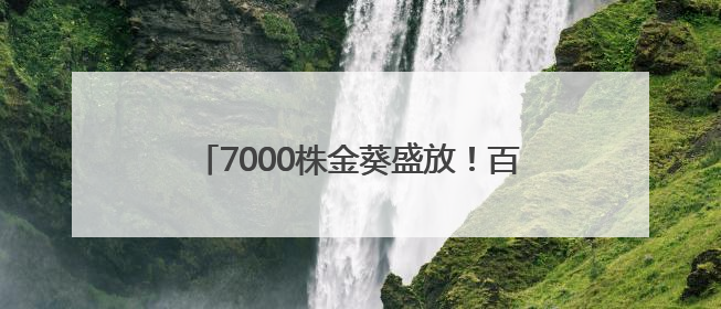 7000株金葵盛放！百花园高考主题花展启幕，为学子点亮“魁首之路”